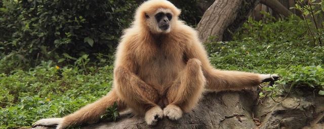Scientists found a new species of ancient primates in India