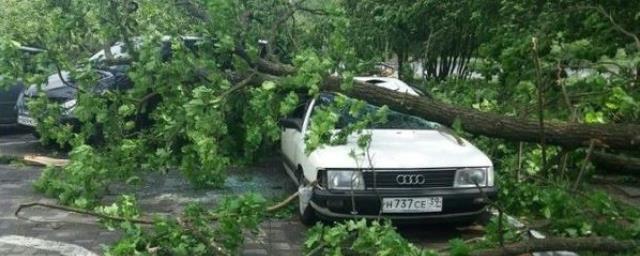 В Калининграде упавшее дерево повредило три автомобиля