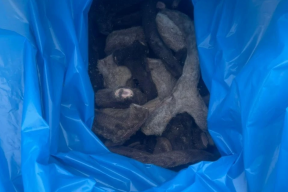 Красноярский край экспортировал в Китай более трех тонн оленьих пантов