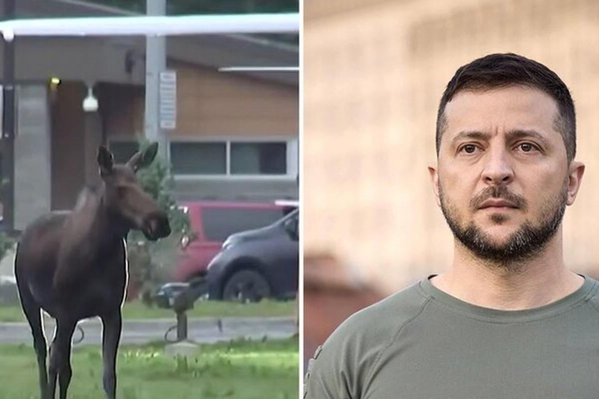 Захарова сравнила Зеленского с лосем