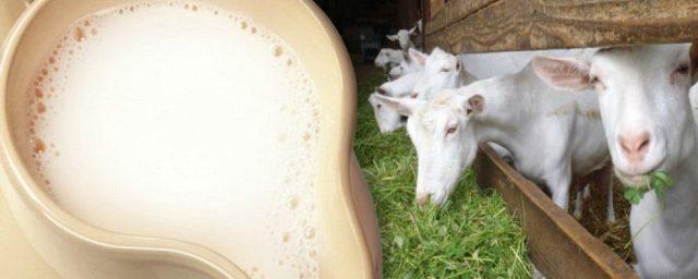На Ставрополье доставили 1000 коз из Нидерландов для производства сыра