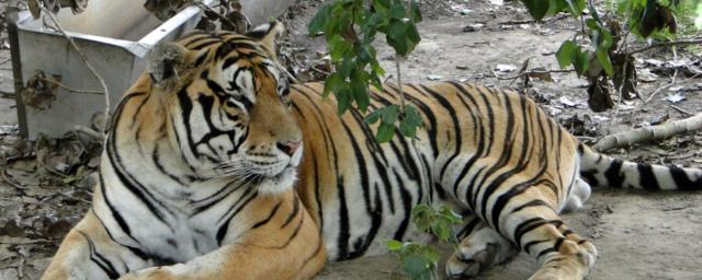 Стала известна причина наступления смерти амурского тигра Павлика
