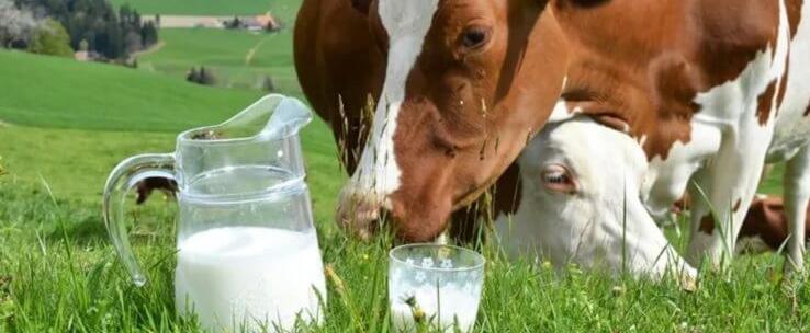 Российские производители жалуются на слишком низкие цены на молоко