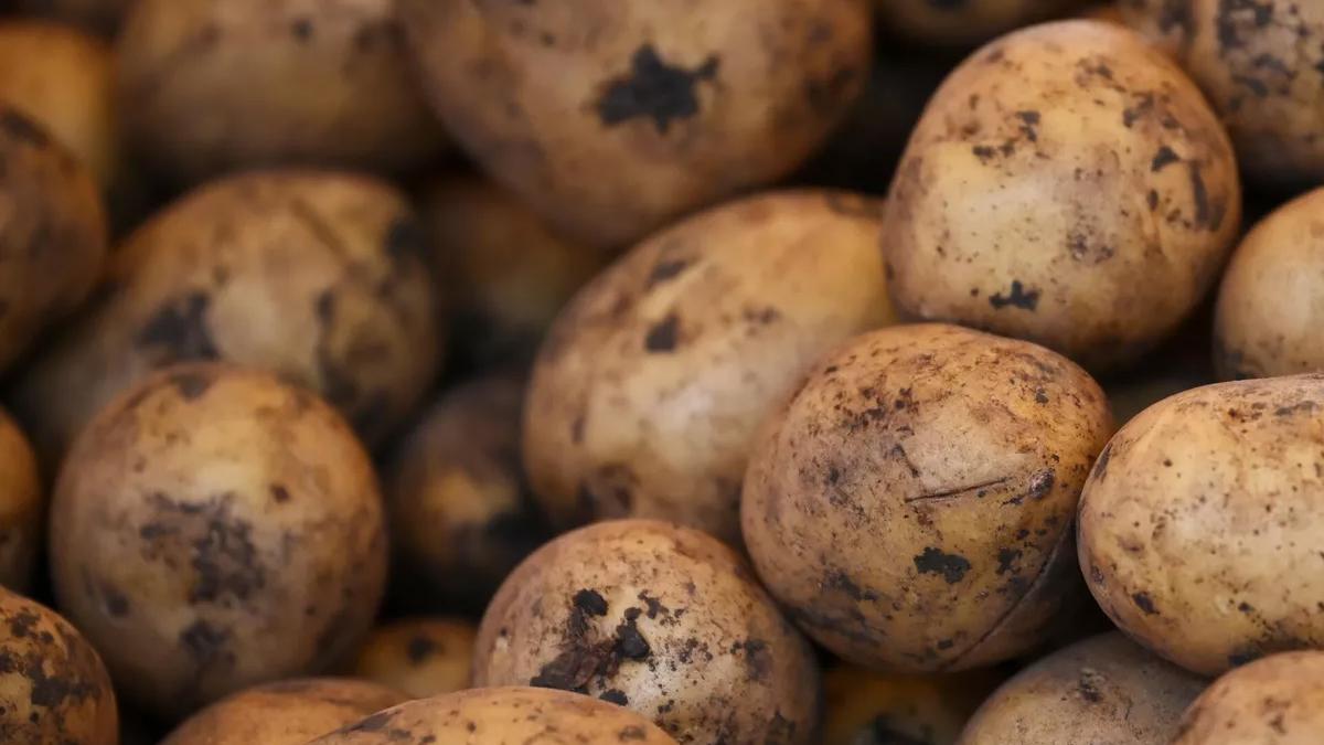 Служба доходов Минфина Грузии вернула в РФ более 20 тонн некачественного картофеля
