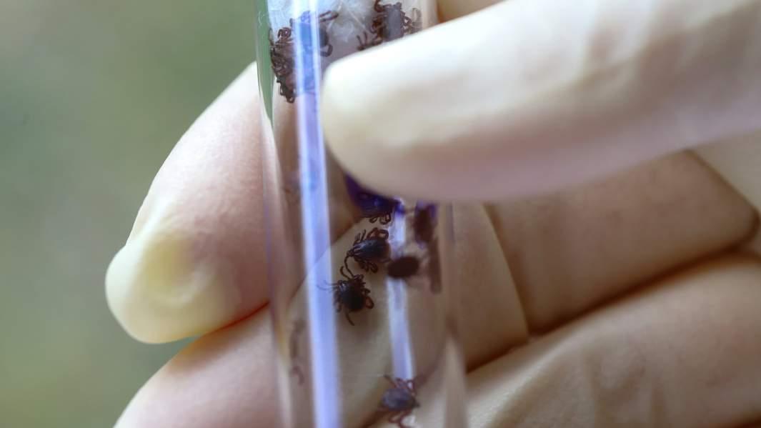 В Липецкой области от укусов клещей пострадали 5085 человек