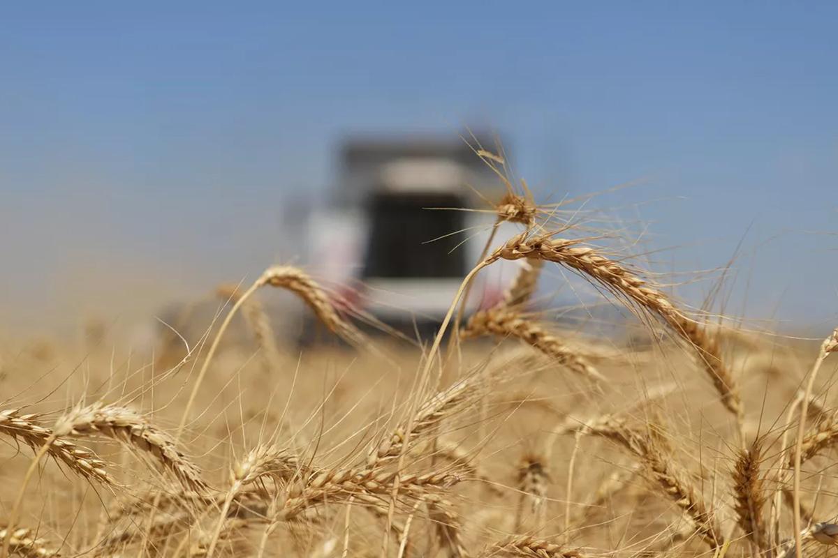 Грузия почти вдвое увеличила закупки российской пшеницы