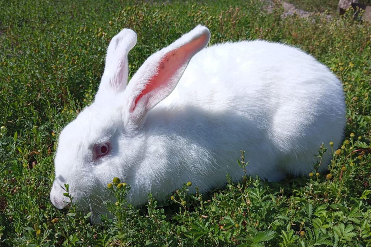 В России вывели новую более продуктивную породу кроликов