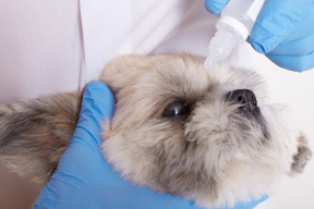 Россельхознадзор выявил проблемы с прививками у собак из Сербии