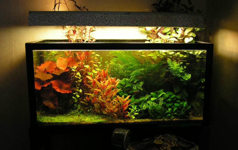 Ученые: Искусственный свет нарушает сон аквариумных рыбок