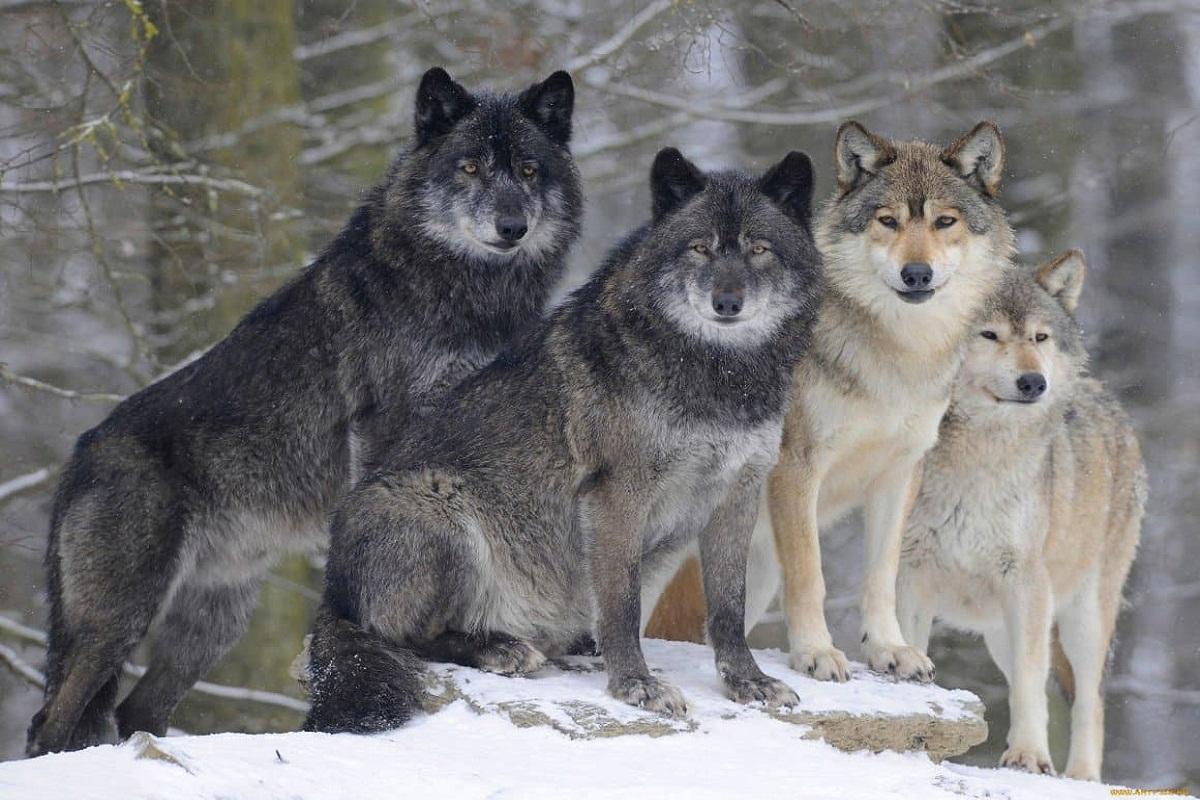 Ученые выявили способность волков различать голоса людей