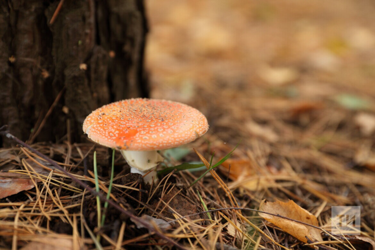Специалисты предупреждают жителей Татарстана о высоком риске для жизни при лечении мухоморами