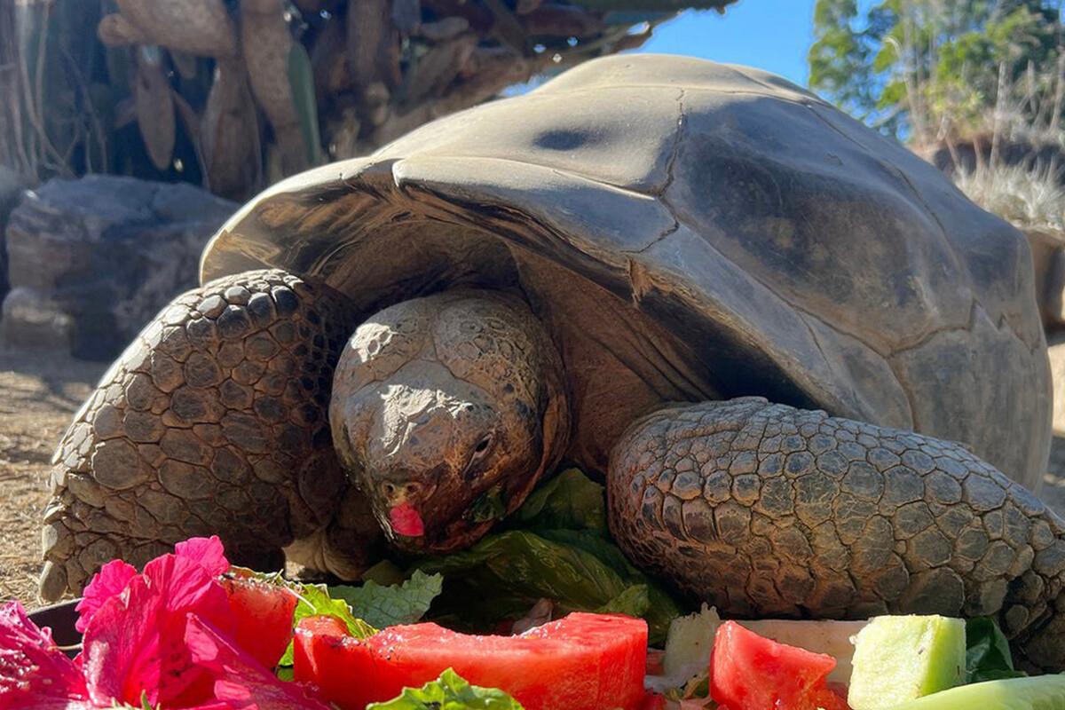 Умерла 141-летняя черепаха, видевшая 2 мировые войны и 20 президентов США