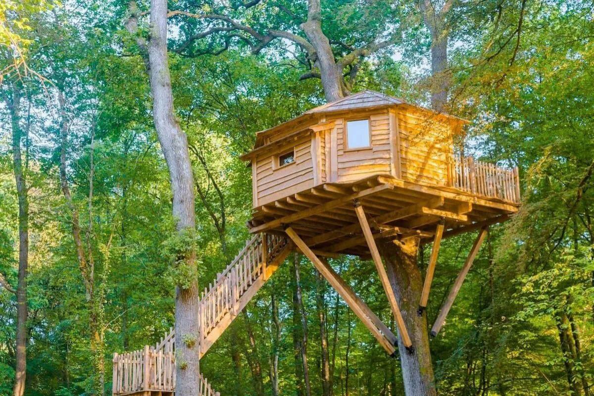 Building a house in a tree could result in a fine