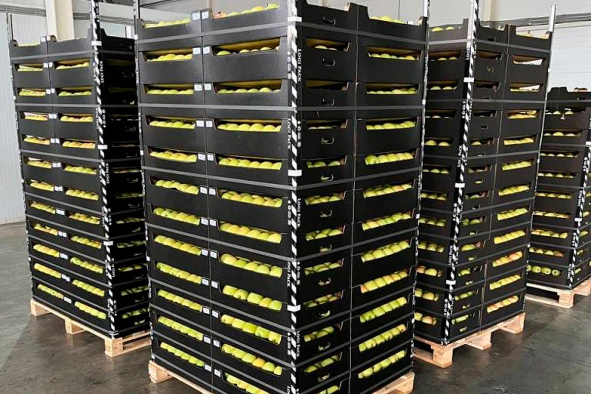 В Псковской области уничтожат 60 тонн заражённых молдавских яблок