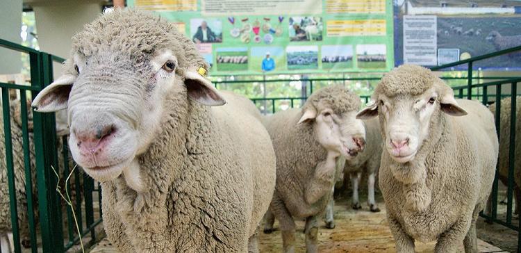 В Астраханской области за десять месяцев поголовье овец выросло на 15%
