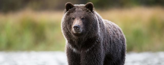Колымчан ждет нашествие медведей