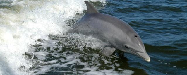 У побережья Канады впервые заметили дельфинов южных морей