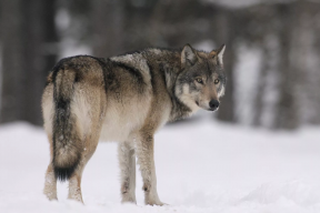 В заповеднике «Ненецкий» в НАО впервые зафиксировали следы волка