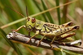 В 2026 году в Волгоградской области, Дагестане и Хакасии ожидается нашествие саранчи