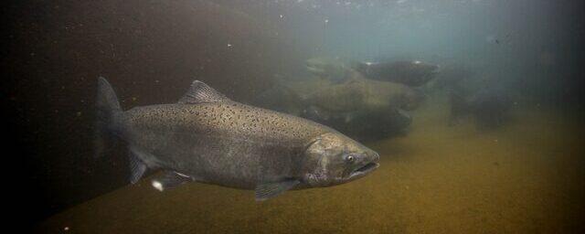 На Чукотке ввели запрет на вылов лососей из-за недостаточного заполнения нерестилищ