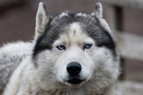 Госдума скоро может расширить перечень опасных пород собак