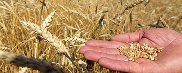 Минсельхоз РФ вводит квоты на экспорт зерна, чтобы стабилизировать цены на внутреннем рынке