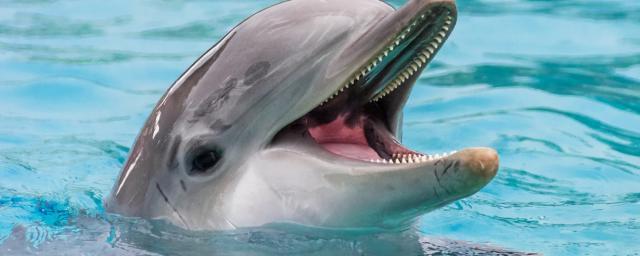Дельфины оказались способны намерено замедлять частоту сердцебиения
