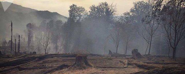 Ученые: Изменения климата помешали лесам восстановиться после пожаров