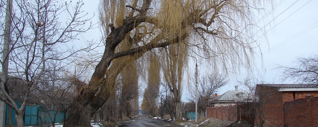 В мэрии Черкесска рассказали о ликвидации аварийных деревьев