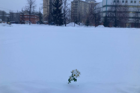 В Новосибирске на пустыре от взорвавшегося дома появляются цветы