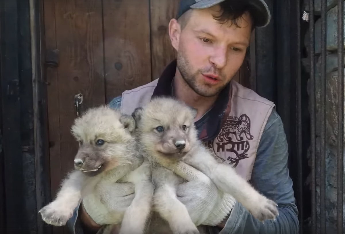 В Новосибирском зоопарке родились четыре гудзонских волчонка