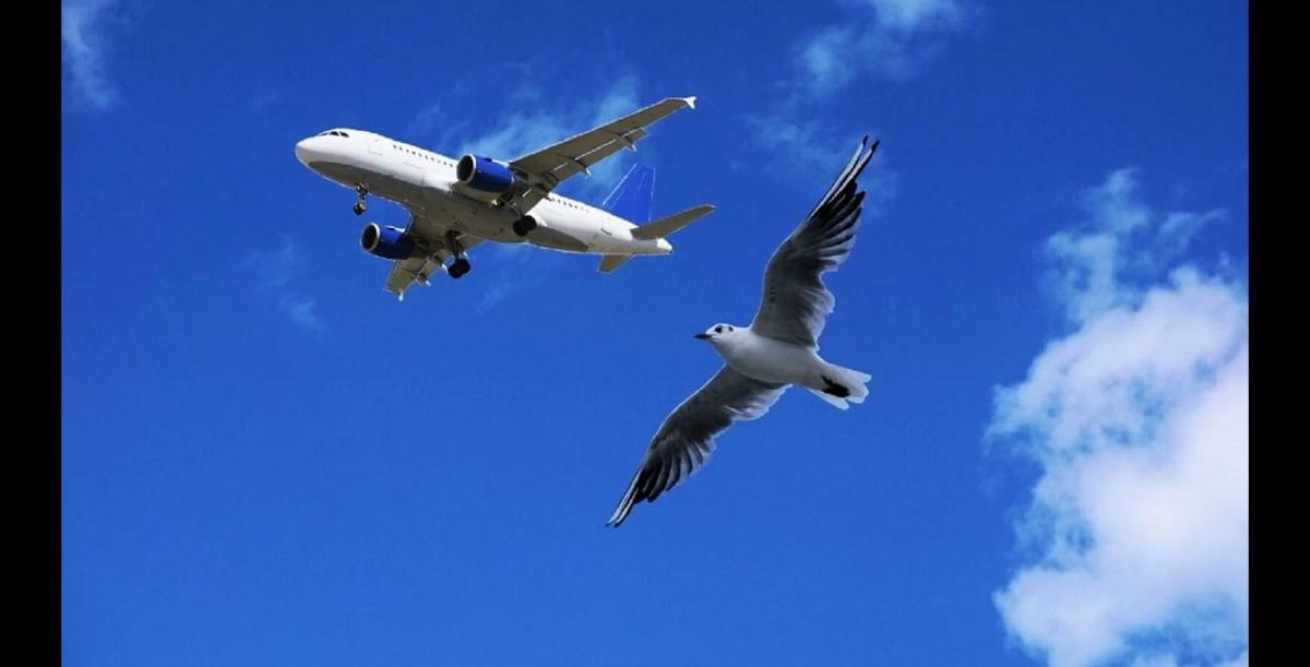 В США у пассажирского самолета в воздухе отказало управление закрылками после столкновения с птицей