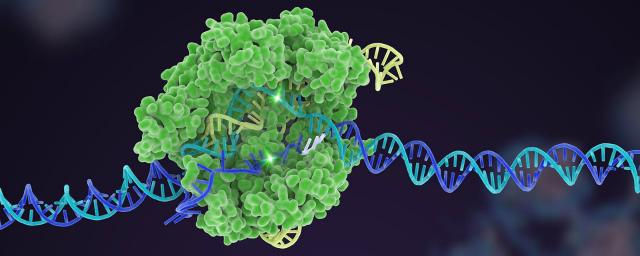 На CRISPR-продукты  будет распространяться директива ЕС 2001 года