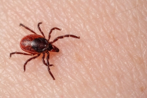 Over the last week, 18 tick attacks on people were recorded in St. Petersburg