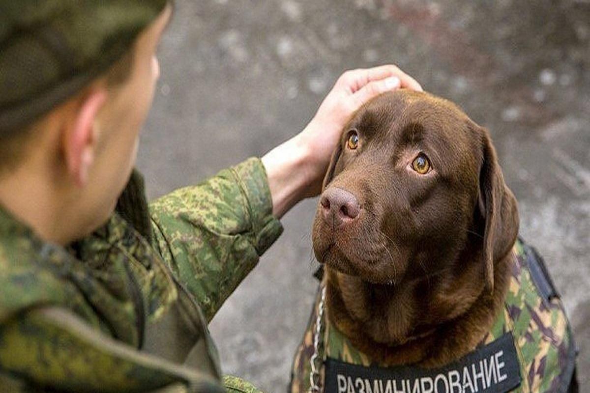 В Новосибирске собрали гуманитарный груз для служебных собак, которые находятся в зоне СВО