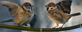 Ученые: Наблюдение за птицами положительно влияет на психику