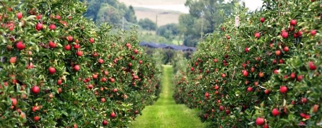 В Нижегородской области в 2018 году заложат 60 га яблоневых садов