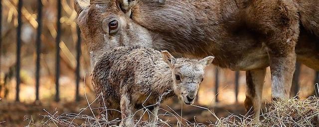 Зоопарк приглашает новосибирцев посмотреть на детенышей парнокопытных