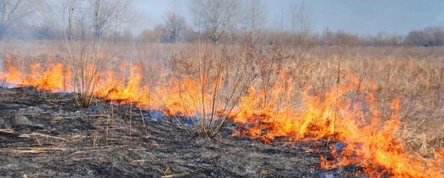 Жителя Омской области осудили за лесной пожар из-за непотушенного окурка