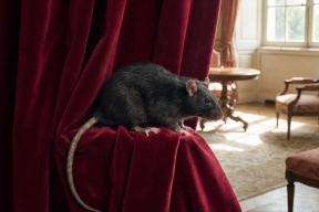 В Орловской области выявили более полусотни случаев мышиной лихорадки в 2025 году