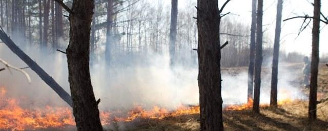 В Томской области за сутки ликвидировали 8 лесных пожаров