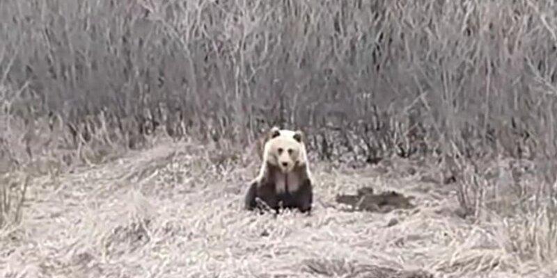 В Челябинской области молодой медведь повадился выходить к дороге и ждать подаяний от автомобилистов