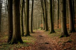 Леса ДНР планируют восстановить с помощью биотехнологий из Воронежа