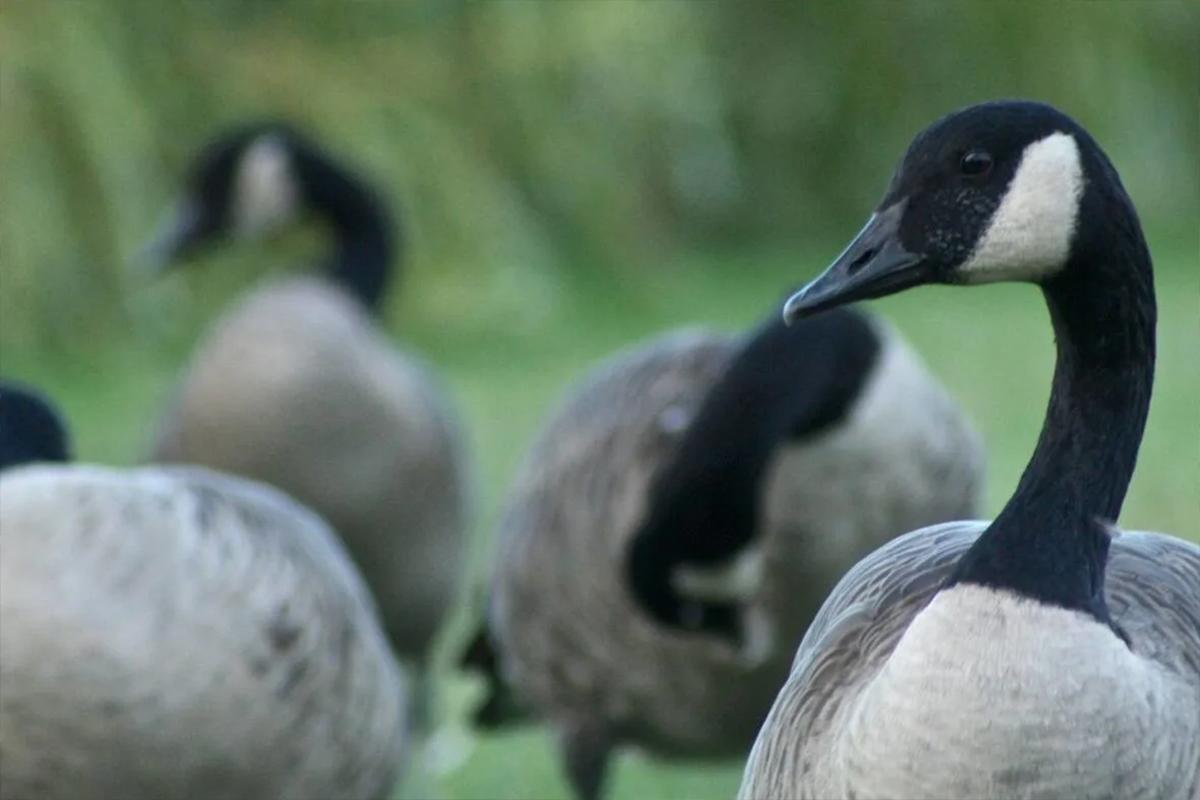 Город в США выделил сотни тысяч долларов на борьбу с канадскими казарками