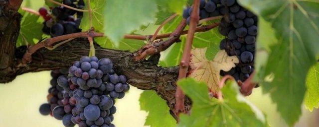 Вещество РСС1 из виноградных косточек способно продлевать жизнь