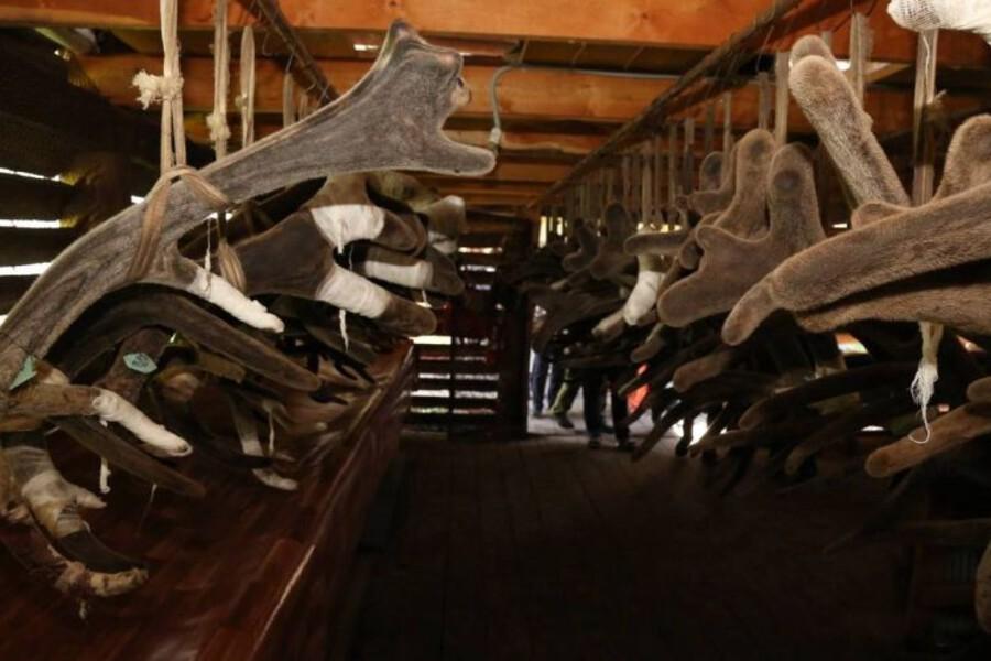 Россия и Китай открыли экспорт алтайских пантов: подписан ключевой протокол для мараловодов