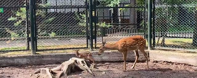 Самец и самка пятнистого оленя в Зоосаде Деда Мороза в Великом Устюге стали родителями