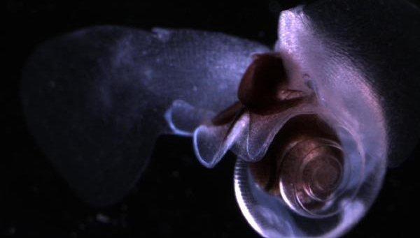 Биологи: Морские улитки летают под водой, как бабочки