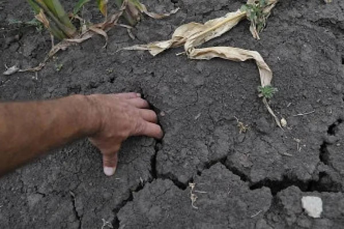 В Ростовской области могут ввести режим ЧС федерального уровня из-за катастрофической засухи