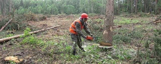 В Воронеже вырубят свыше 2 тысяч старых деревьев